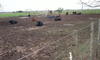 Exclusiva Chacra-Campo con casa en Bigand-Sta Fé