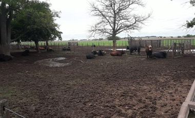 Exclusiva Chacra-Campo con casa en Bigand-Sta Fé