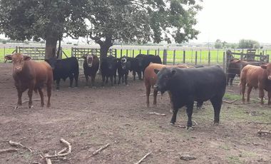 Exclusiva Chacra-Campo con casa en Bigand-Sta Fé