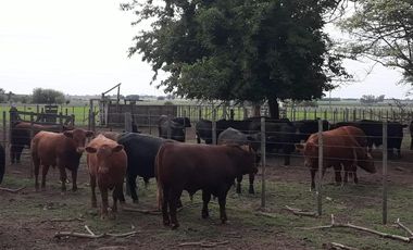 Exclusiva Chacra-Campo con casa en Bigand-Sta Fé