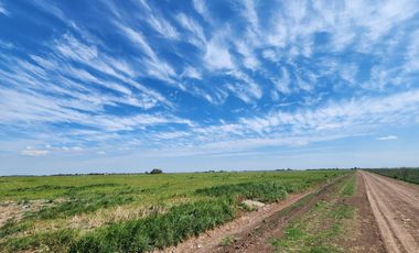 Campo 18 ha Figuera Santa Fe