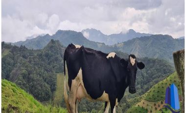 Finca agroindustrial ubicada en el municipio de Abejorral Antioquia.