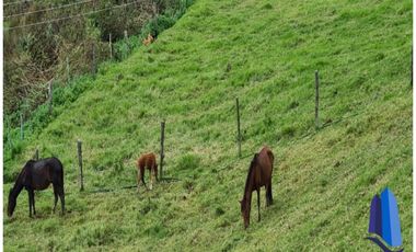 Finca agroindustrial ubicada en el municipio de Abejorral Antioquia.
