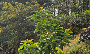 VENDO CASA DE MONTAÑA EN ALTOS DEL MARA (6)