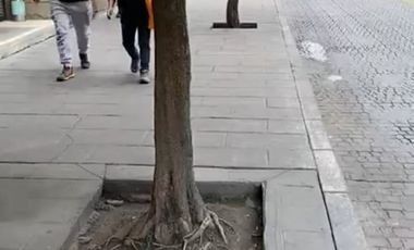 Terreno   Venta    Centro  1,430 m2 con 40 m de frente