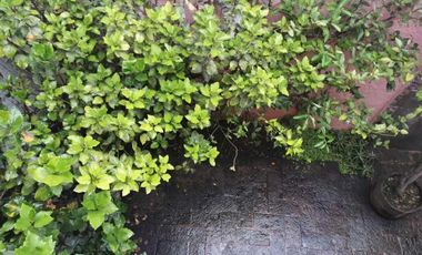 Lomas Hipódromo - Casa Venta