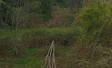SECTOR PERIQUILLO