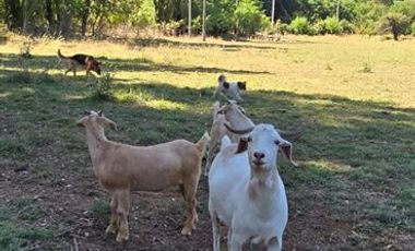 Agrícola en Venta en Los Junquillos