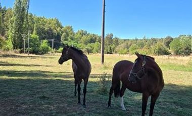 Agrícola en Venta en Los Junquillos