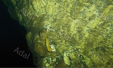 ¡Excelente terreno con Cenote en venta! Valladolid, Yucatán.