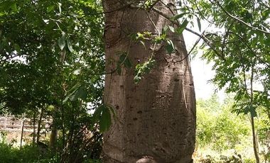 ¡Excelente terreno con Cenote en venta! Valladolid, Yucatán.