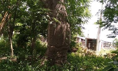 ¡Excelente terreno con Cenote en venta! Valladolid, Yucatán.