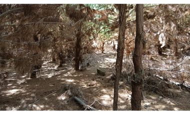 Tu Refugio Soñado Entre Pinos en Chépica