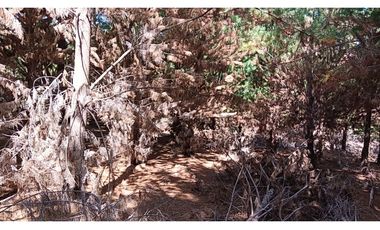 Tu Refugio Soñado Entre Pinos en Chépica