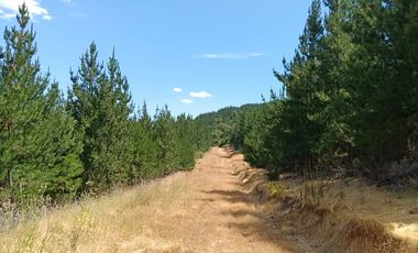Tu Refugio Soñado Entre Pinos en Chépica