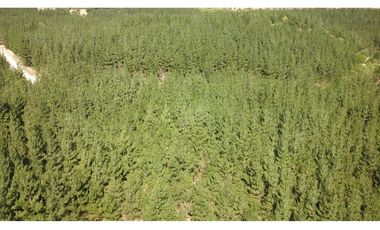 Tu Refugio Soñado Entre Pinos en Chépica