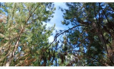 Tu Refugio Soñado Entre Pinos en Chépica