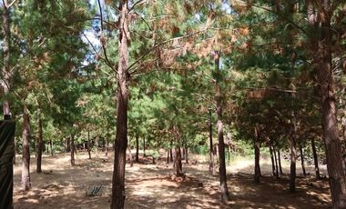 Tu Refugio Soñado Entre Pinos en Chépica