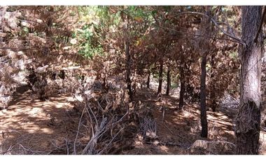 Tu Refugio Soñado Entre Pinos en Chépica