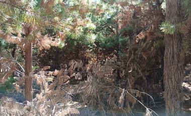 Tu Refugio Soñado Entre Pinos en Chépica