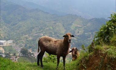 VENTA de LOTES en LA ESTRELLA