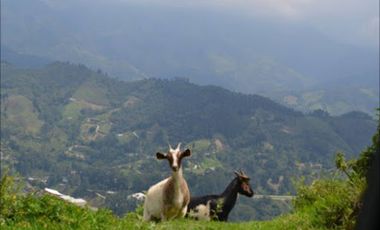 VENTA de LOTES en LA ESTRELLA