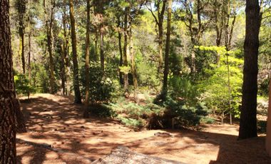 Cod 848 / Alquiler 2025 Casa rodeada de bosque!