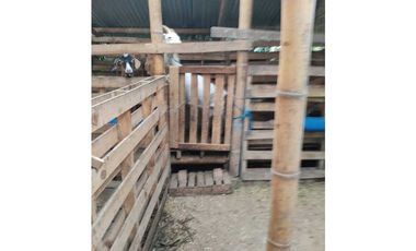SE VENDE FINCA PRODUCTIVA EN FILANDIA QUINDO