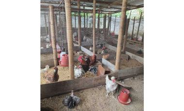 SE VENDE FINCA PRODUCTIVA EN FILANDIA QUINDO