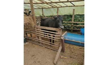 SE VENDE FINCA PRODUCTIVA EN FILANDIA QUINDO