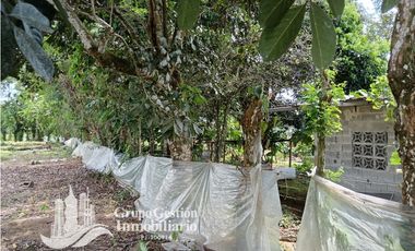 Venta Finca 1.3 Hectareas Gomez, Chiriqui