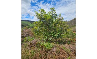 Venta de Lote V San José, San Vicente Ferrer con siembre aguacate Hass