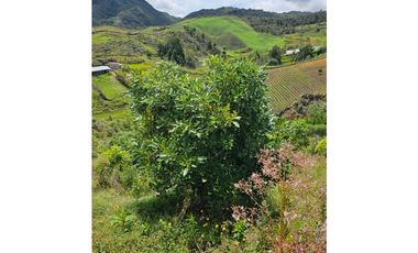 Venta de Lote V San José, San Vicente Ferrer con siembre aguacate Hass