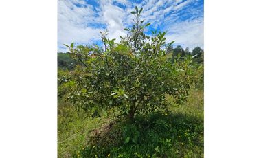 Venta de Lote V San José, San Vicente Ferrer con siembre aguacate Hass