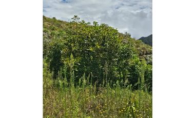 Venta de Lote V San José, San Vicente Ferrer con siembre aguacate Hass