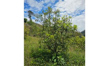 Venta de Lote V San José, San Vicente Ferrer con siembre aguacate Hass