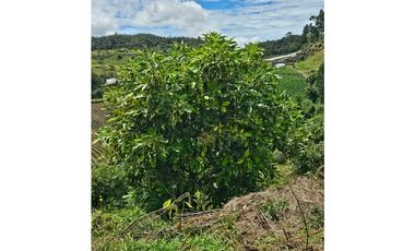 Venta de Lote V San José, San Vicente Ferrer con siembre aguacate Hass