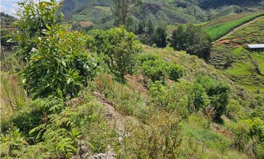 Venta de Lote V San José, San Vicente Ferrer con siembre aguacate Hass