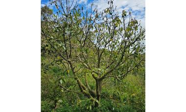 Venta de Lote V San José, San Vicente Ferrer con siembre aguacate Hass