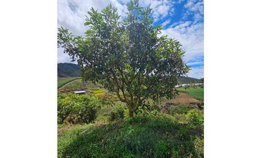Venta de Lote V San José, San Vicente Ferrer con siembre aguacate Hass