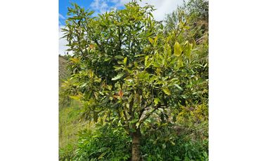 Venta de Lote V San José, San Vicente Ferrer con siembre aguacate Hass