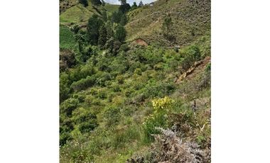 Venta de Lote V San José, San Vicente Ferrer con siembre aguacate Hass