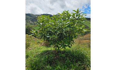 Venta de Lote V San José, San Vicente Ferrer con siembre aguacate Hass