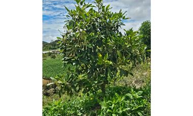 Venta de Lote V San José, San Vicente Ferrer con siembre aguacate Hass