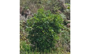 Venta de Lote V San José, San Vicente Ferrer con siembre aguacate Hass