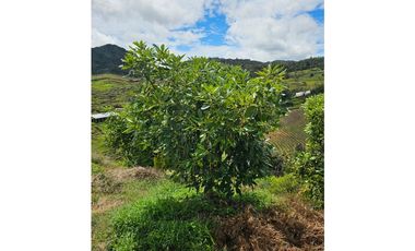 Venta de Lote V San José, San Vicente Ferrer con siembre aguacate Hass