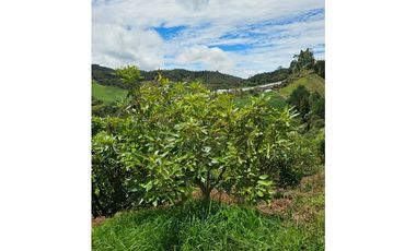 Venta de Lote V San José, San Vicente Ferrer con siembre aguacate Hass