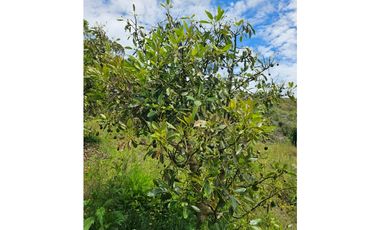 Venta de Lote V San José, San Vicente Ferrer con siembre aguacate Hass