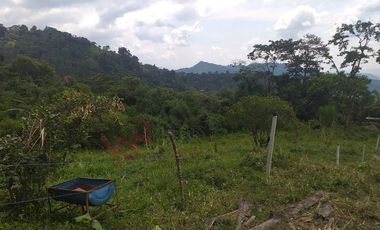 FINCA AGRICOLA-BUENAVISTA - DOIMA - LA MESA