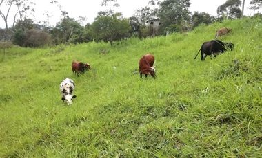 FINCA AGRICOLA-BUENAVISTA - DOIMA - LA MESA